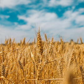 III Международная конференция «ЗерноЛогистика 2023: Логистика экспорта зерновых и масличных»